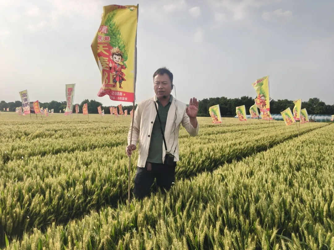 天麦189.jpg