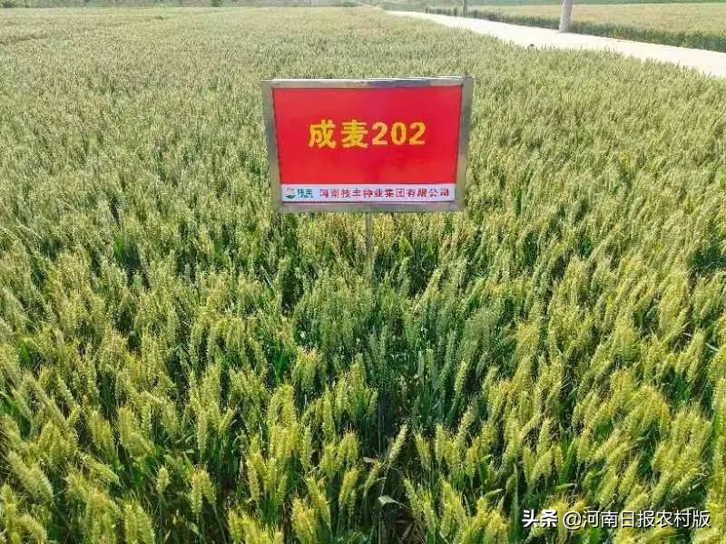 “云”上打卡 线上观摩超80万人次 2022年度河南技丰种业集团小麦新品种线上观摩会轰动黄淮麦区