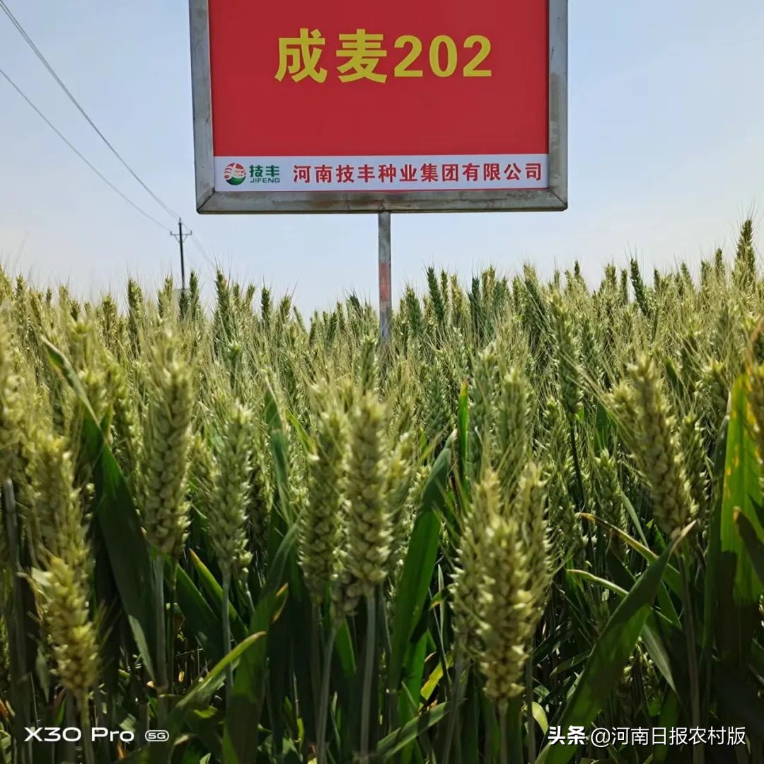 “云”上打卡 线上观摩超80万人次 2022年度河南技丰种业集团小麦新品种线上观摩会轰动黄淮麦区
